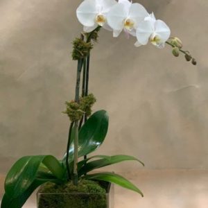 Orchid 2 Stem — New York, NY — Rosa Rosa