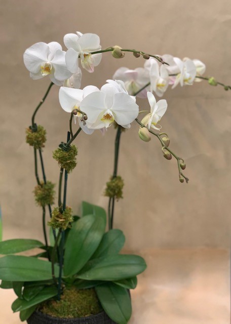 Orchid 3 Stem — New York, NY — Rosa Rosa