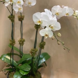 Orchid 4 Stem — New York, NY — Rosa Rosa