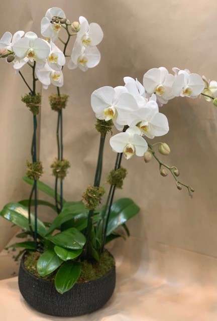 Orchid 4 Stem — New York, NY — Rosa Rosa