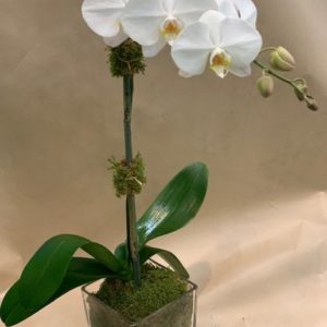 Orchid 1 Stem — New York, NY — Rosa Rosa
