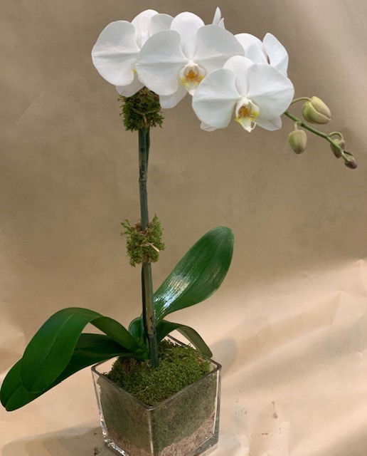 Orchid 1 Stem — New York, NY — Rosa Rosa