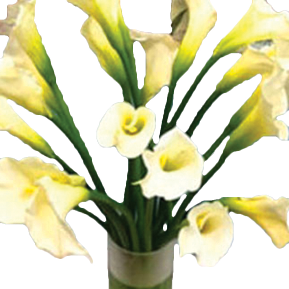 Cala Lilies