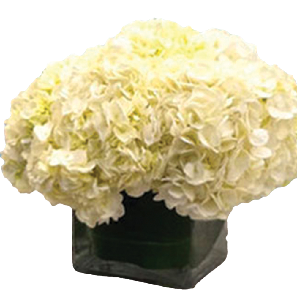 Hydrangeas