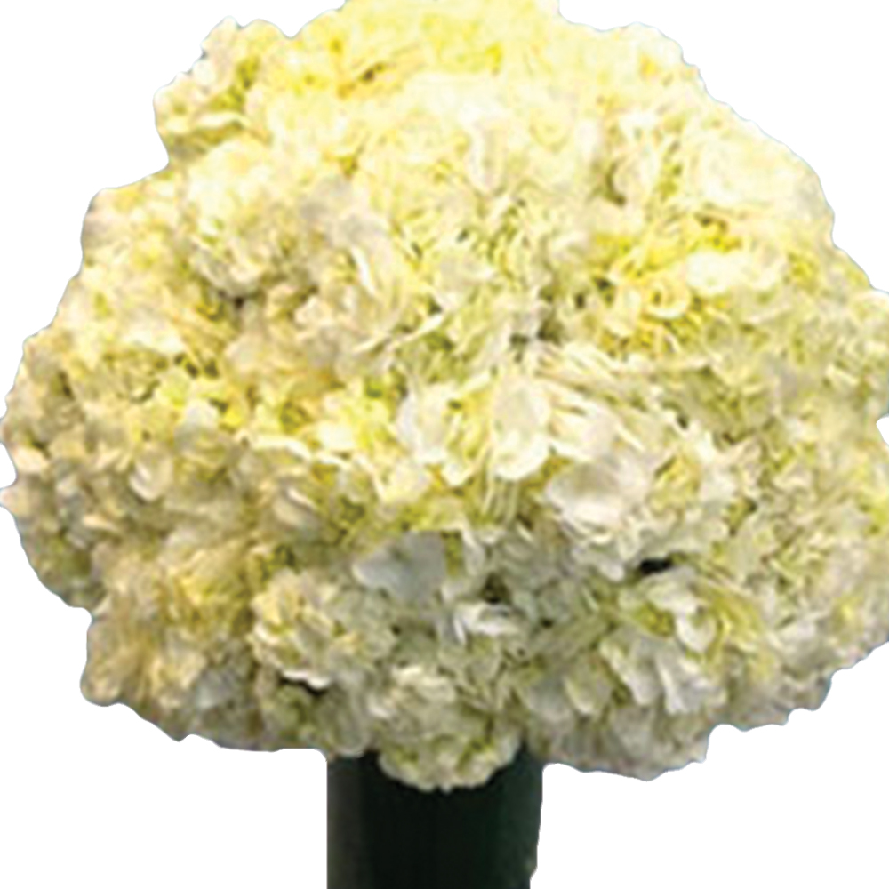Large Hydrangeas