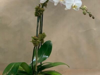 Orchid – 2 Stem