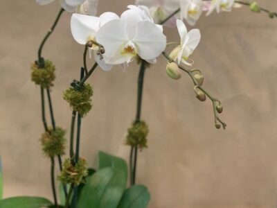 Orchid – 3 Stem
