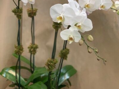 Orchid – Four Stems and Above