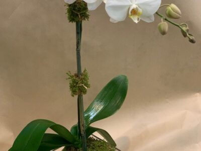 Orchid – 1 Stem