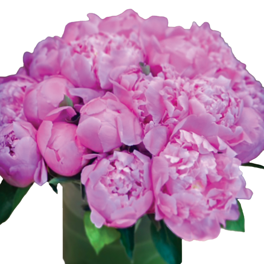 Peonies