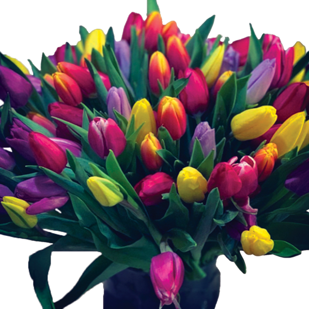 Tulips Unplugged
