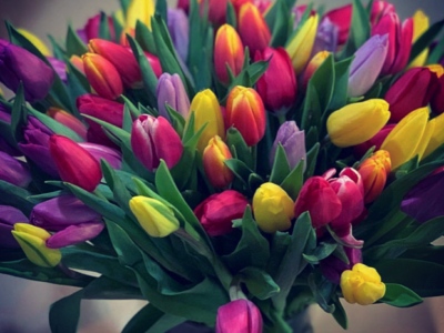 Tulips Unplugged