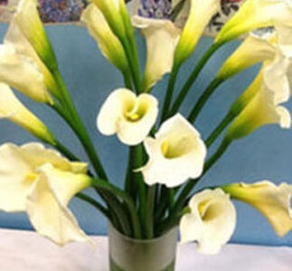 Cala Lilies