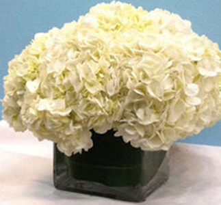 Hydrangeas