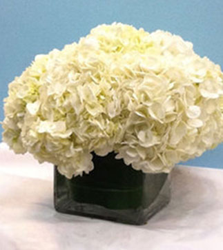 Hydrangeas