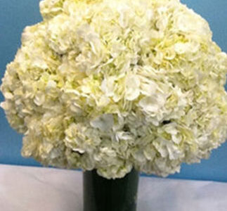 Large Hydrangeas