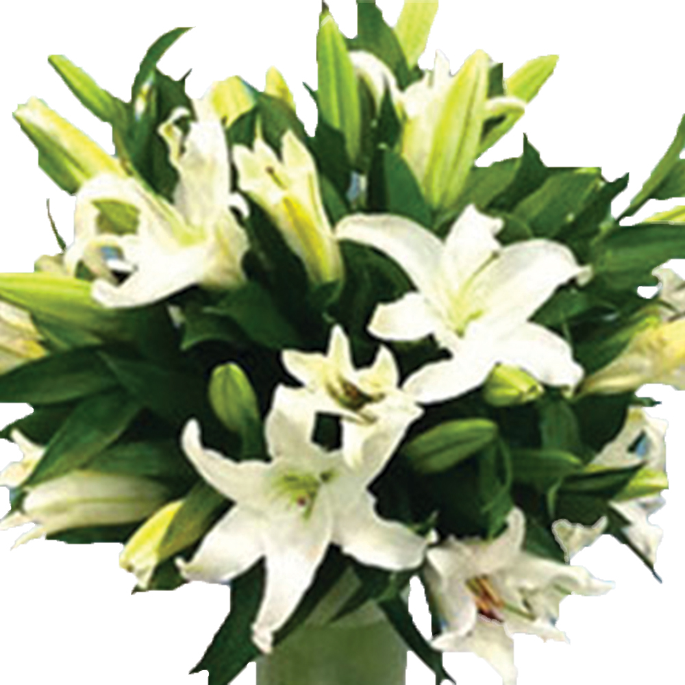 Lilies