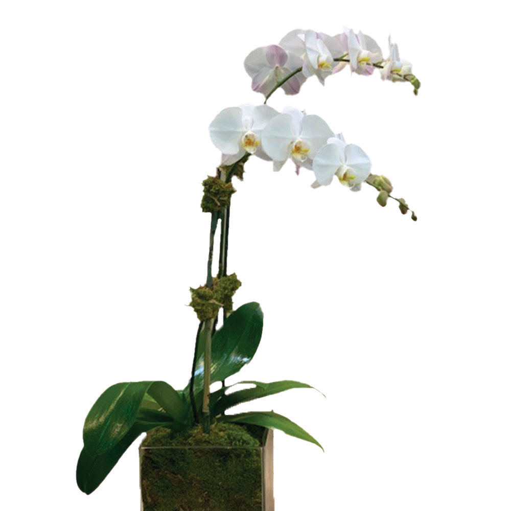Orchid – 2 Stem
