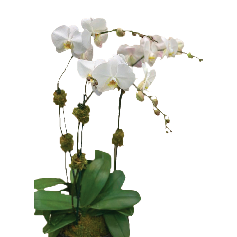 Orchid – 3 Stem