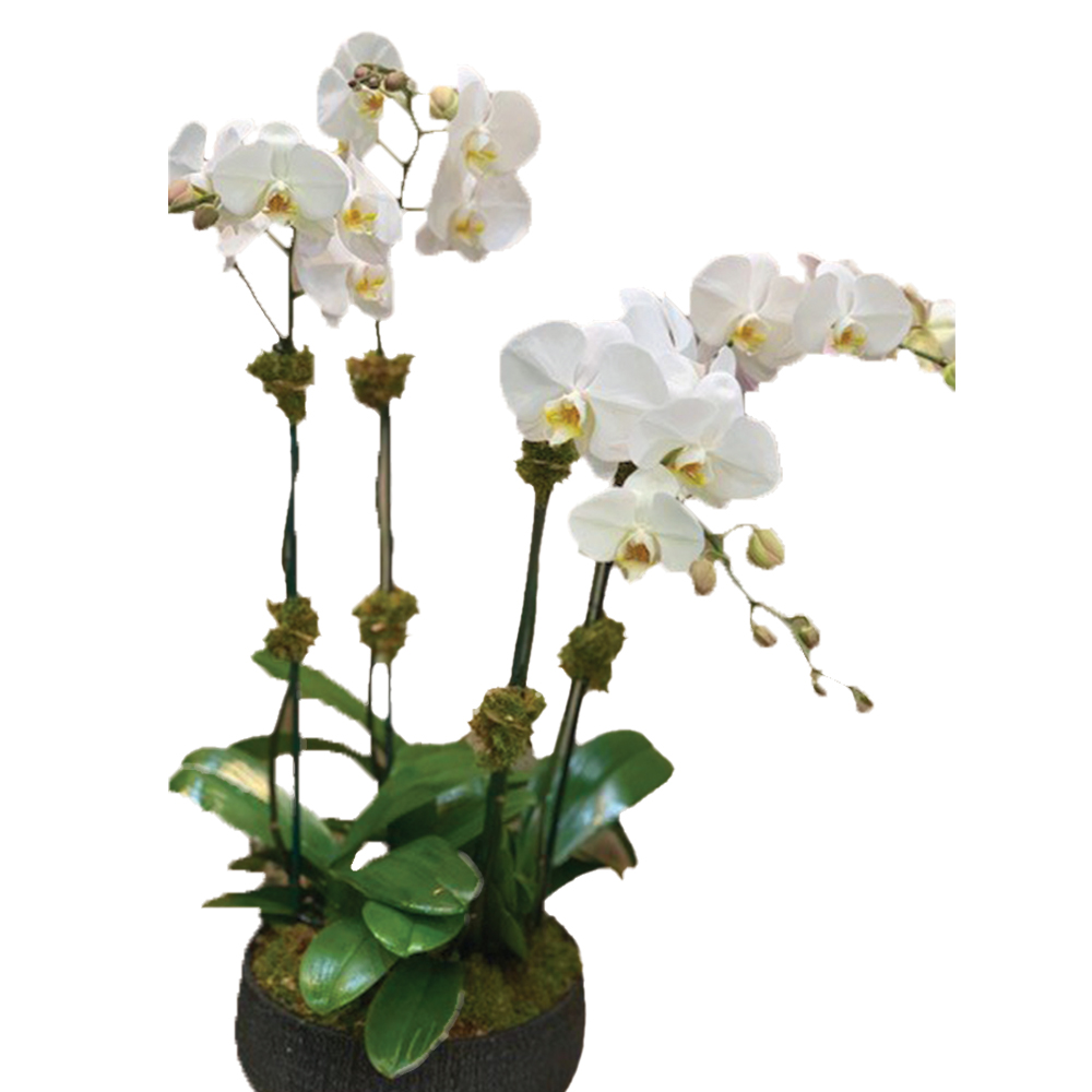 Orchid – Four Stems and Above