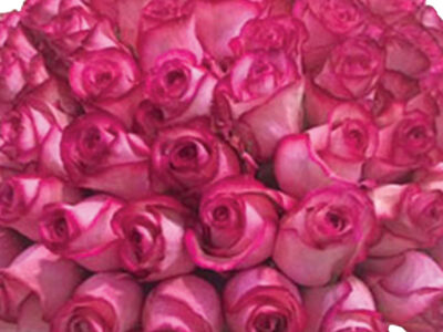 The Rose Pie