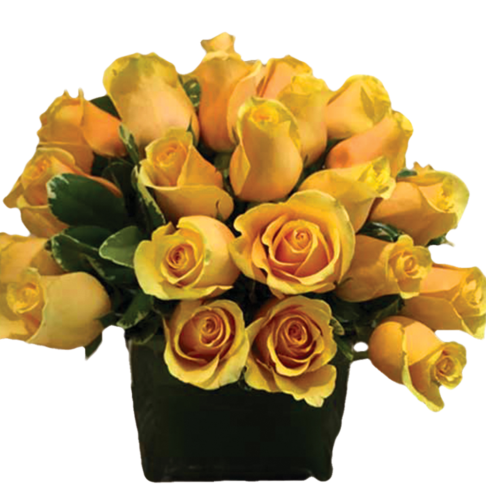Roses in the Small Square