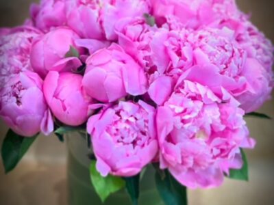 Peonies